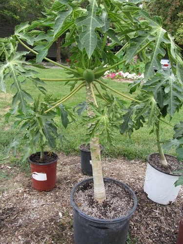 Dwarf papaya plug - 2x,