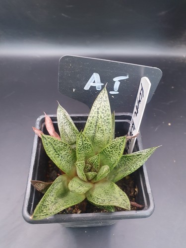 Gasteria royal highness - gasteria,